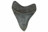 Colorful, Fossil Megalodon Tooth - Georgia #338706-1
